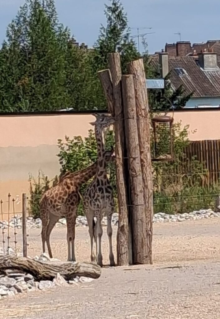 330-zoo-amiens-1er-groupe.