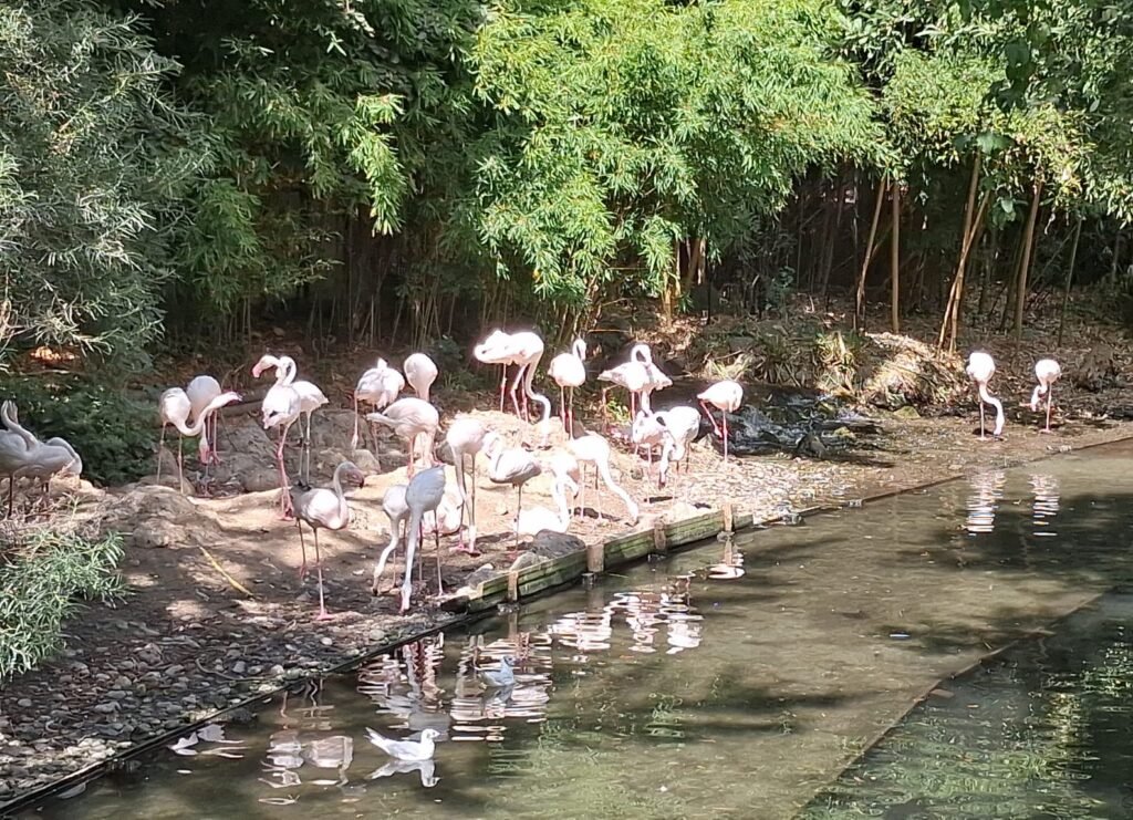 333-zoo-amiens-1er-groupe.