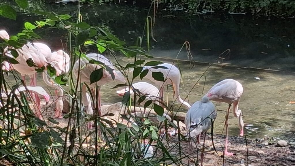 334-zoo-amiens-1er-groupe.