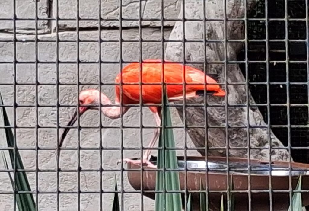 346-zoo-amiens-1er-groupe.