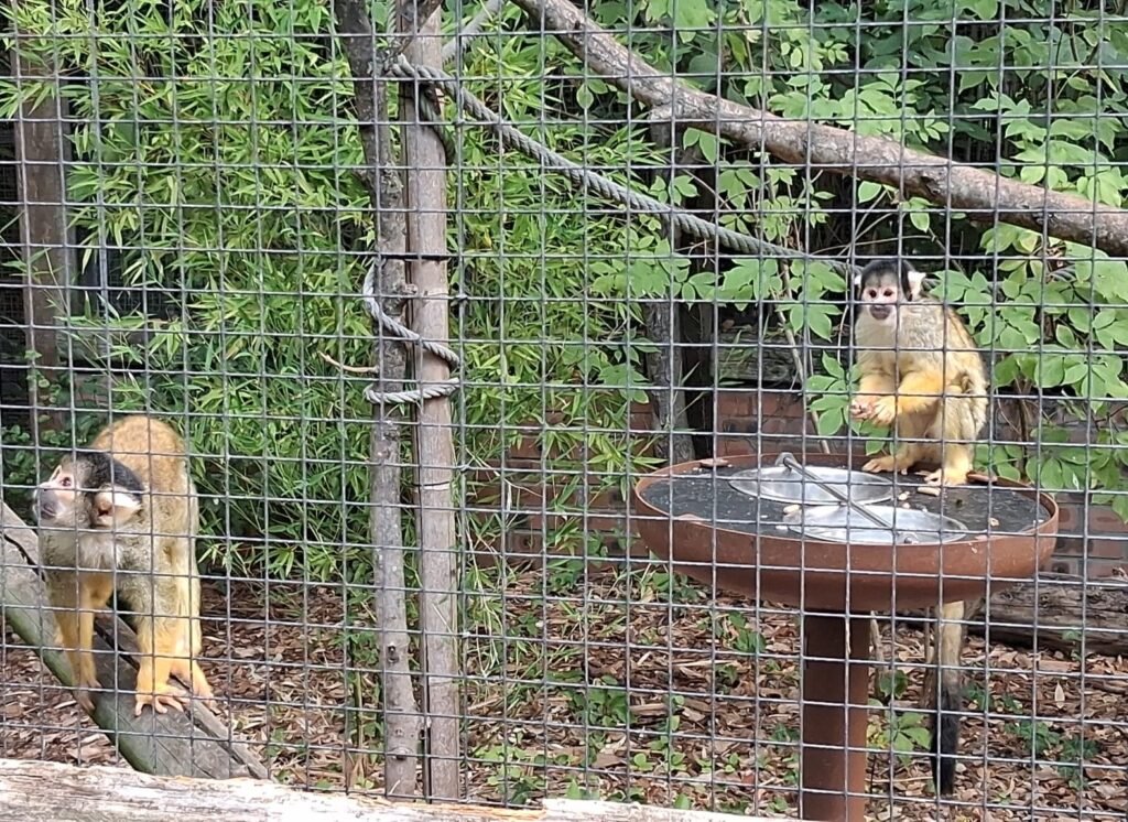 351-zoo-amiens-1er-groupe.