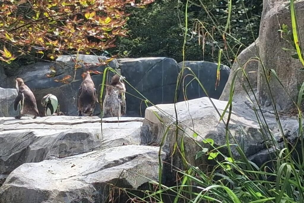 353-zoo-amiens-1er-groupe.