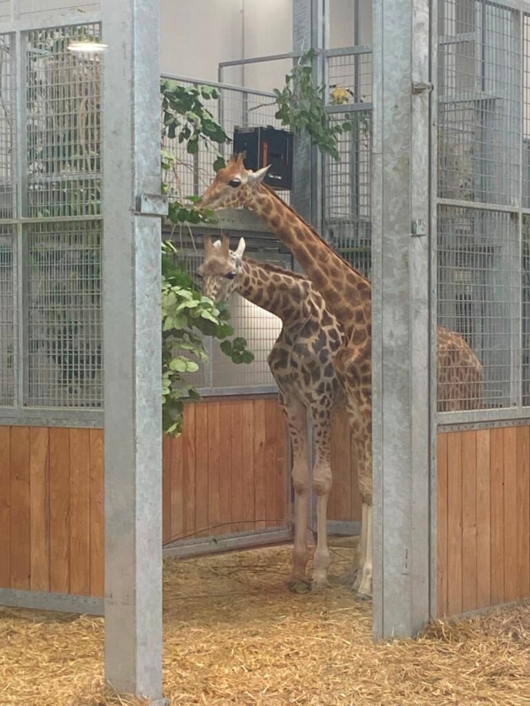 377-zoo-amiens-2e-groupe