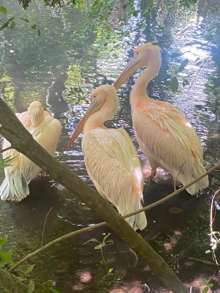 395-zoo-amiens-3e-groupe